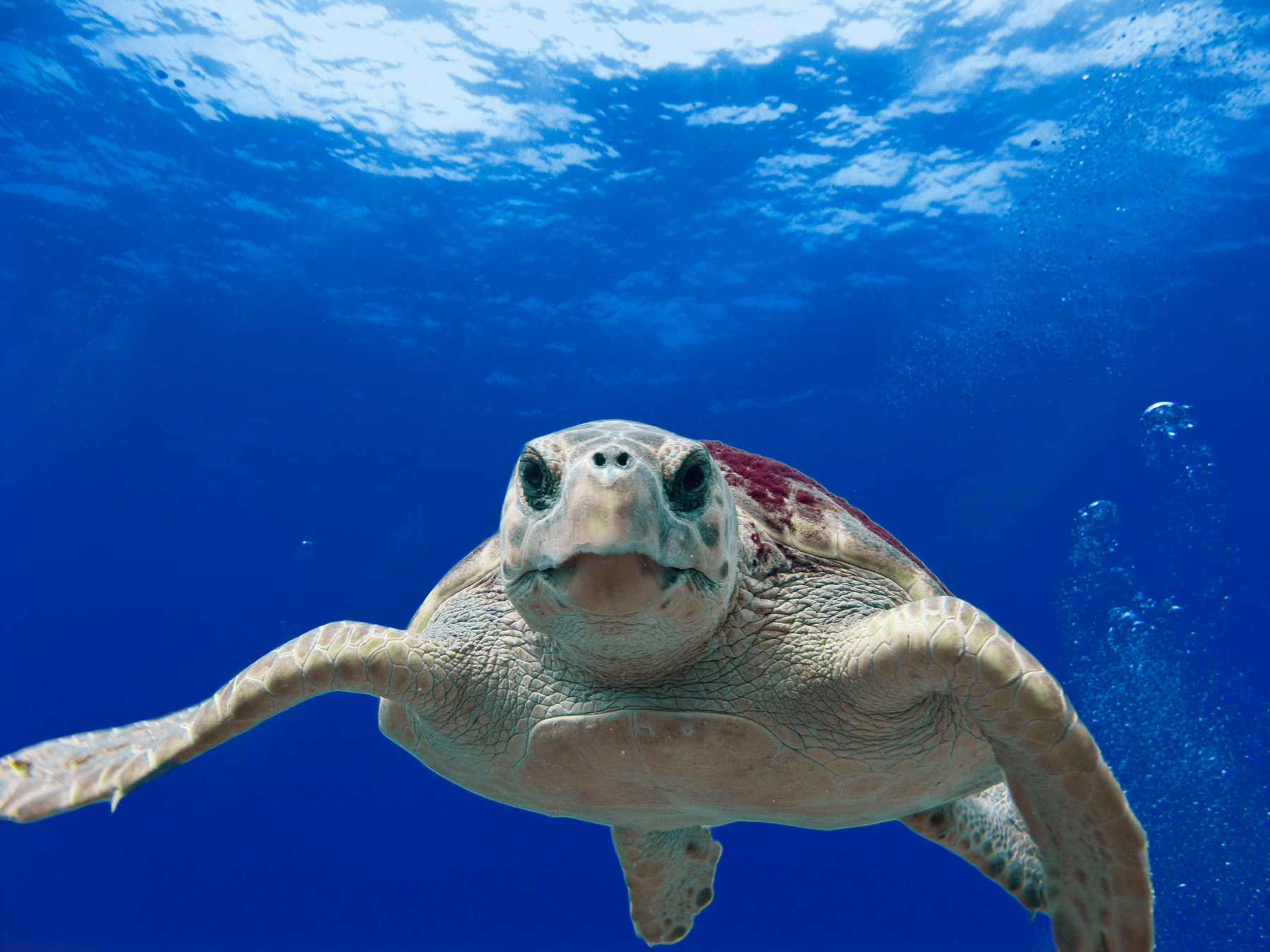 Close underwater photograph of a loggerhead sea turtle swimming through blue water.