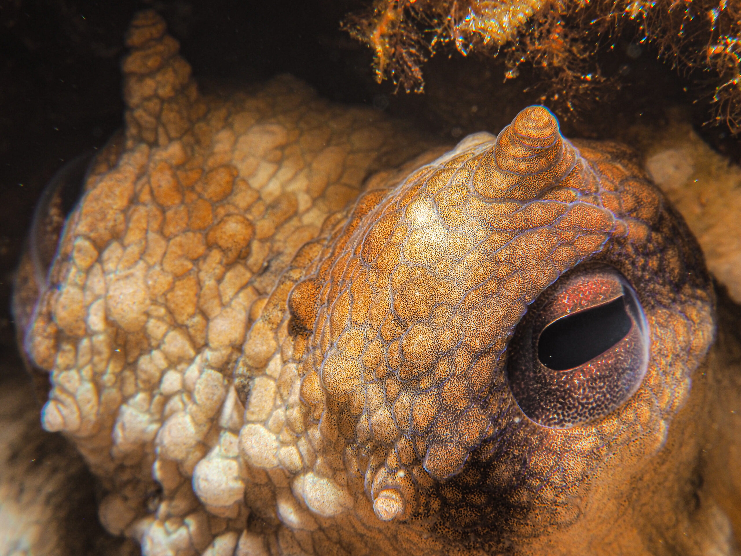 Extreme underwater close-up of an octopus eye surrounded by textured orange-brown skin.
